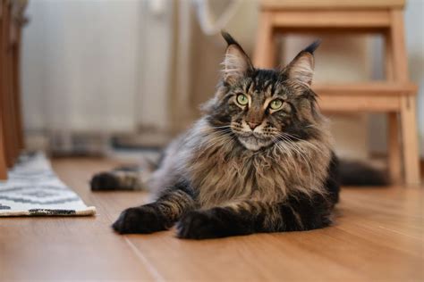 biggest domestic cat in the world|world's largest domesticated cat.